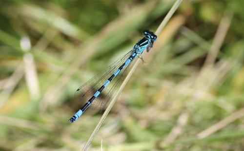 Coenagrion mercuriale